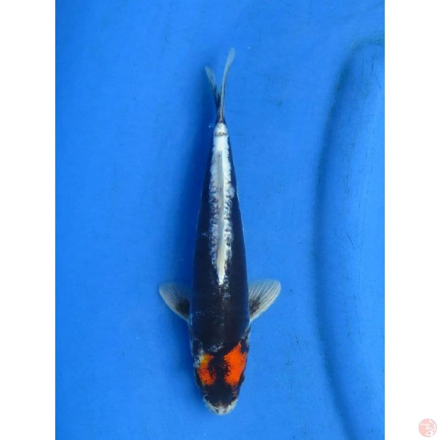 27cm , Male , Tancho Benikumonryu