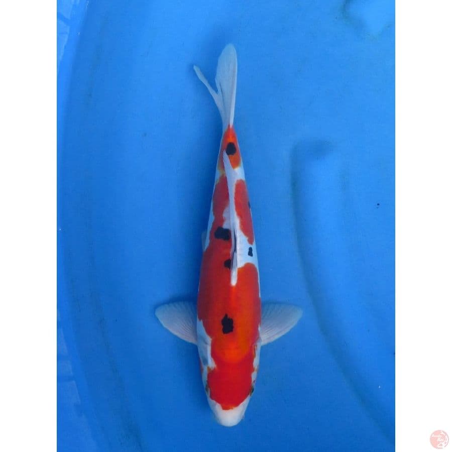 33cm , Male - Sanke Doitsu Murni