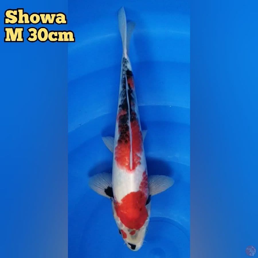 Showa M 30 cm