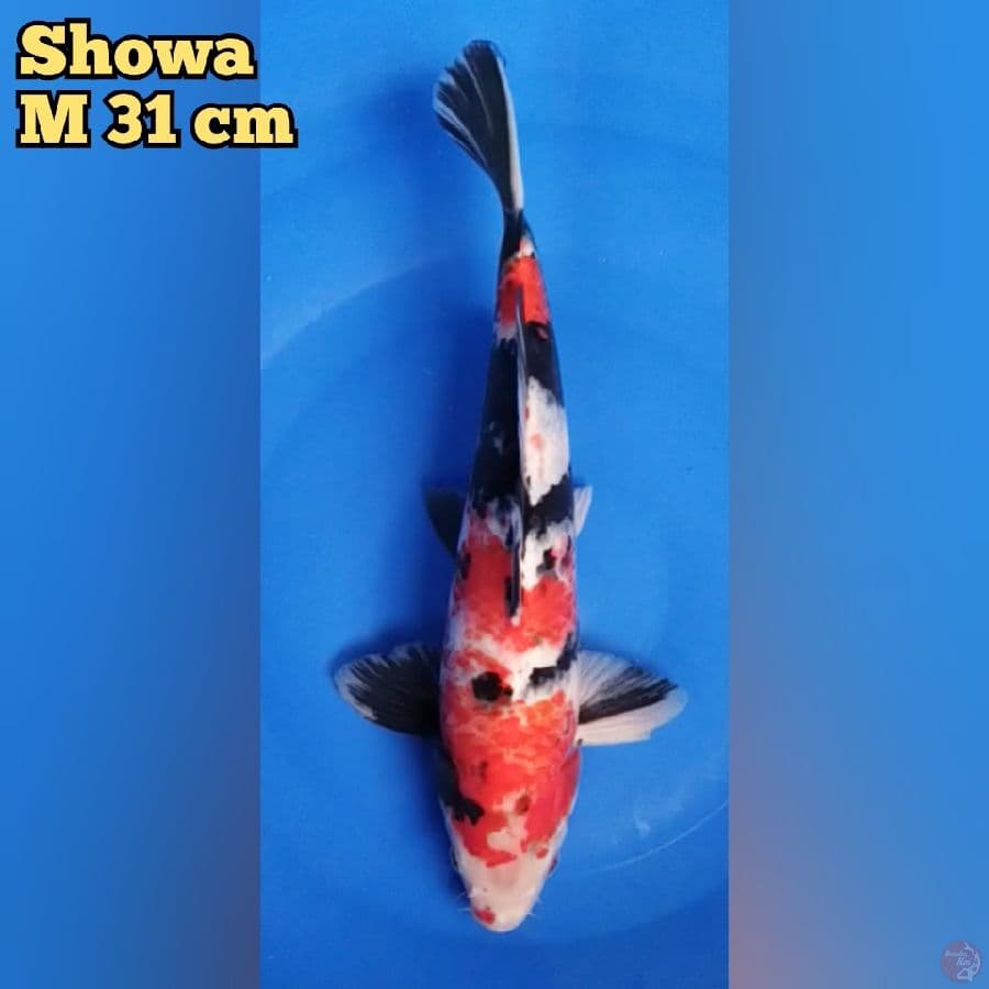 Showa M 31 cm