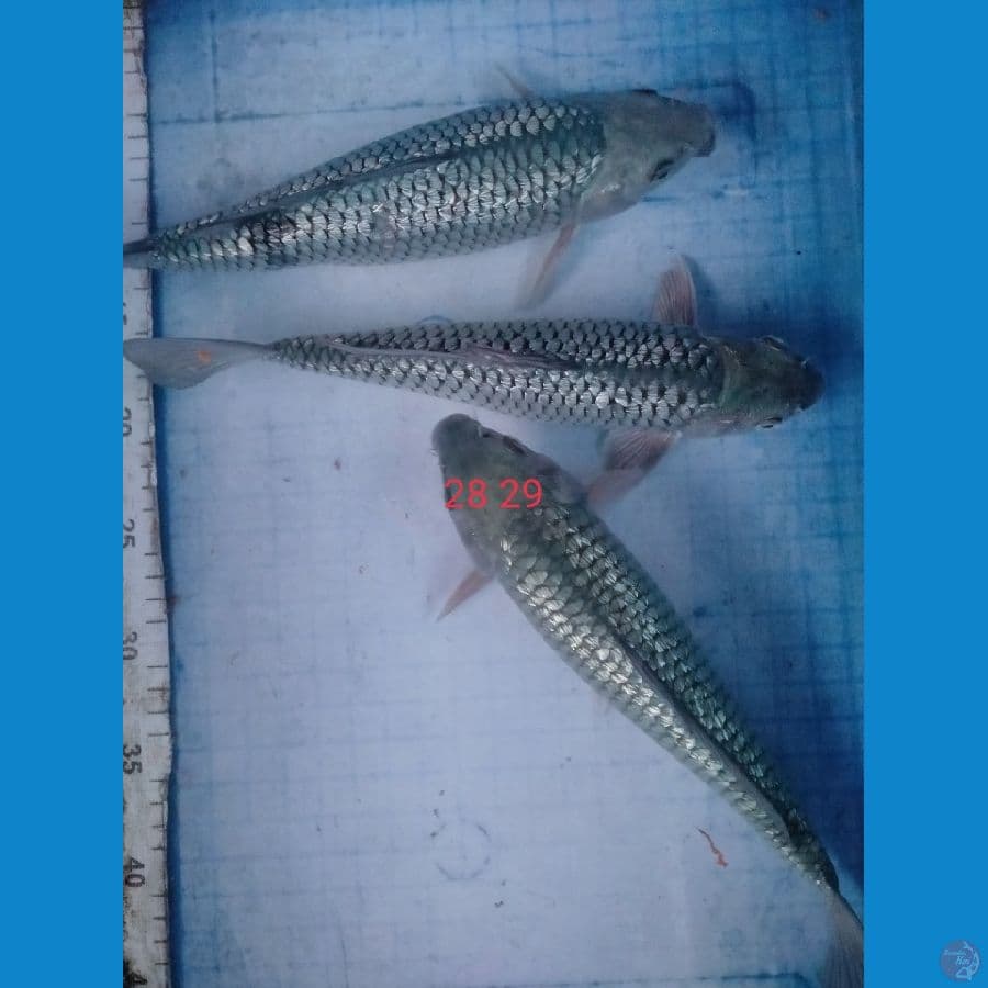 saragoi ginrin 28 29cm