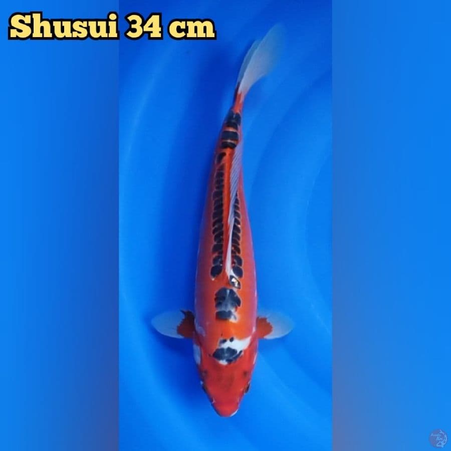 Shusui 34 cm