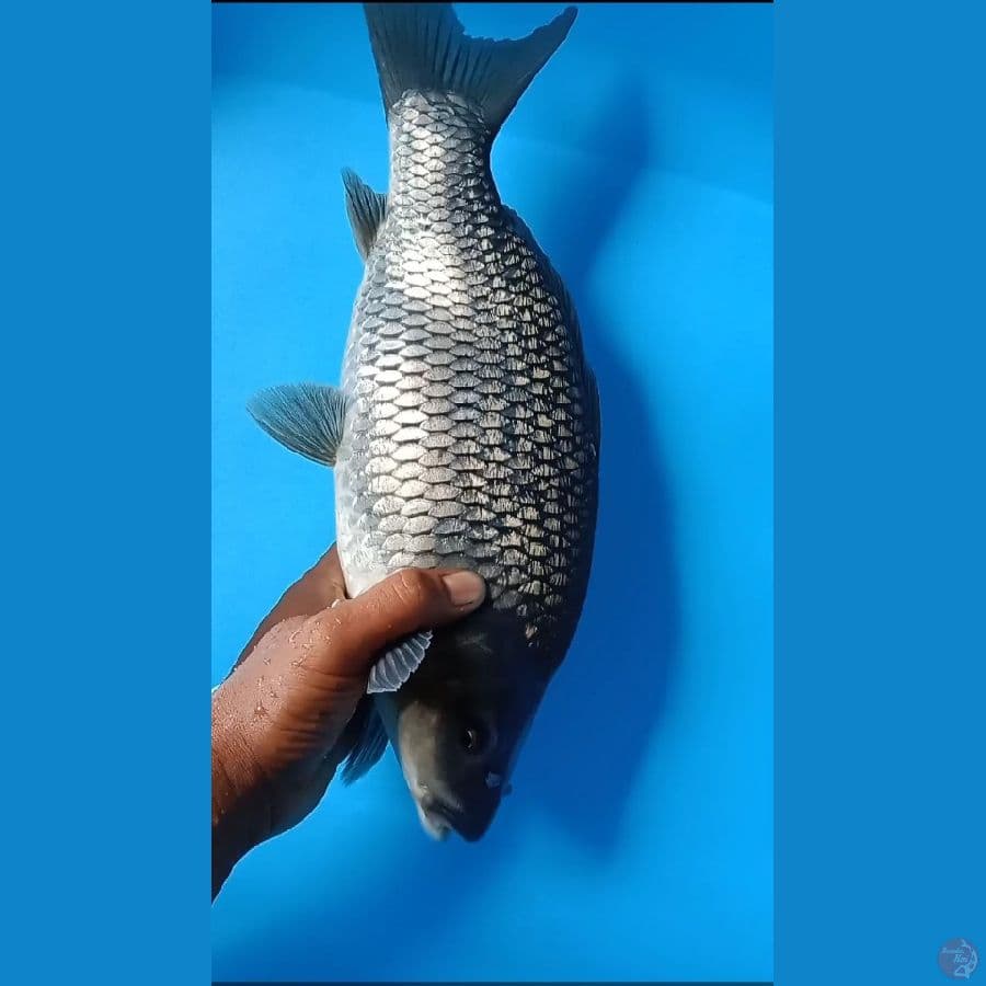 black soragoi ginrin punuk