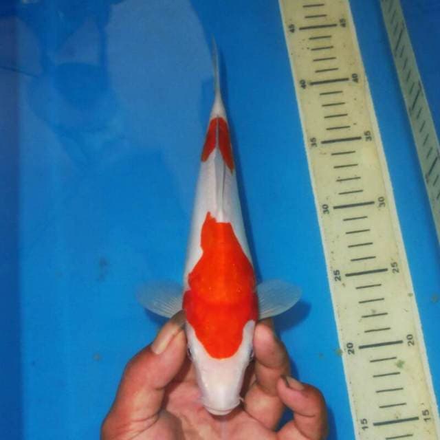 KOHAKU NIDAN