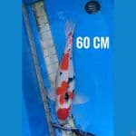 60cm SANKE MARUTEN 