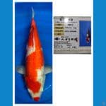 Kohaku Import 53 cm