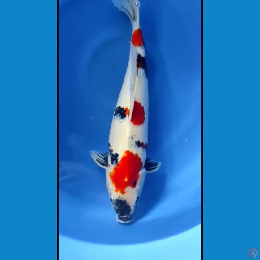showa 50cm