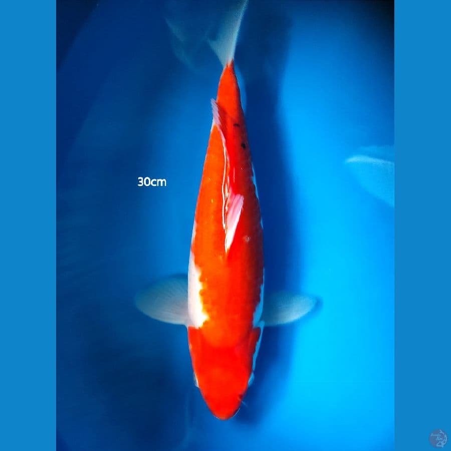 Kohaku - 30cm