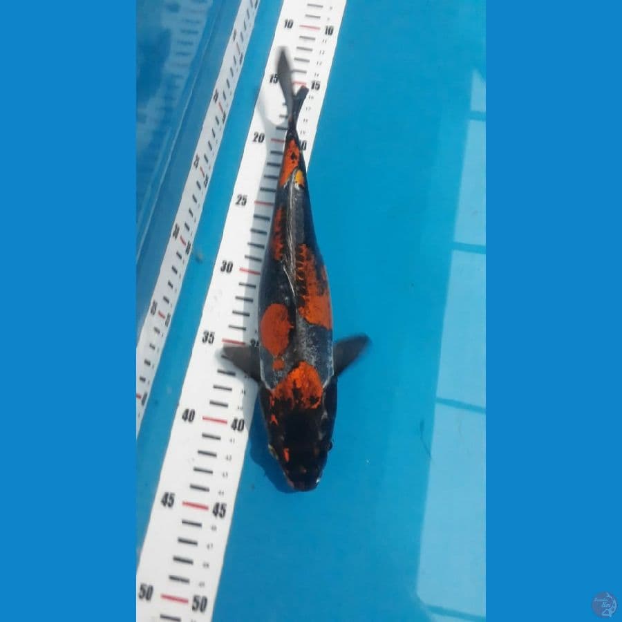 benikiko 30 cm