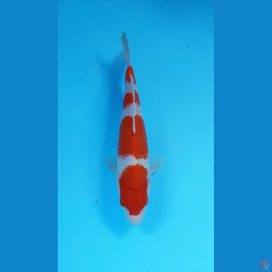 kohaku 23cm