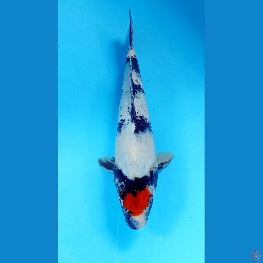 tancho showa 28cm