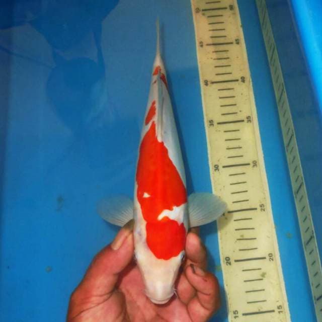 KOHAKU ASTRAK
