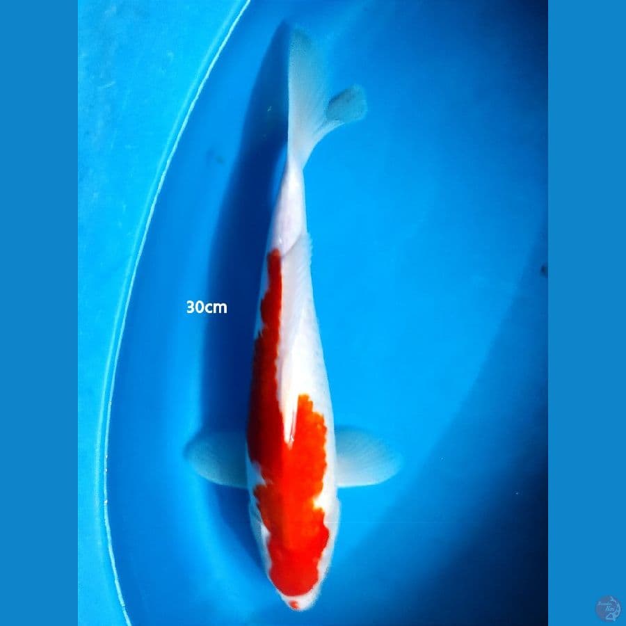 Kohaku - 30cm