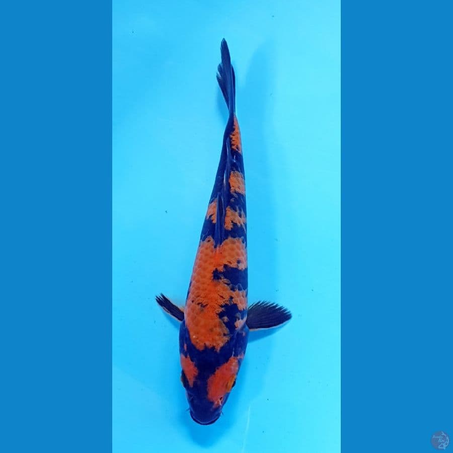 utsuri 20cm