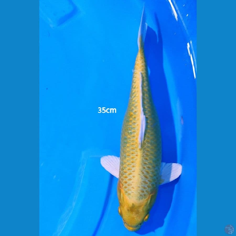 Yamabuki Ogon - 35cm