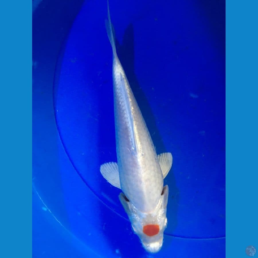 tanco kohaku hikari 25