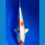 maruten kohaku hikari 27 cm