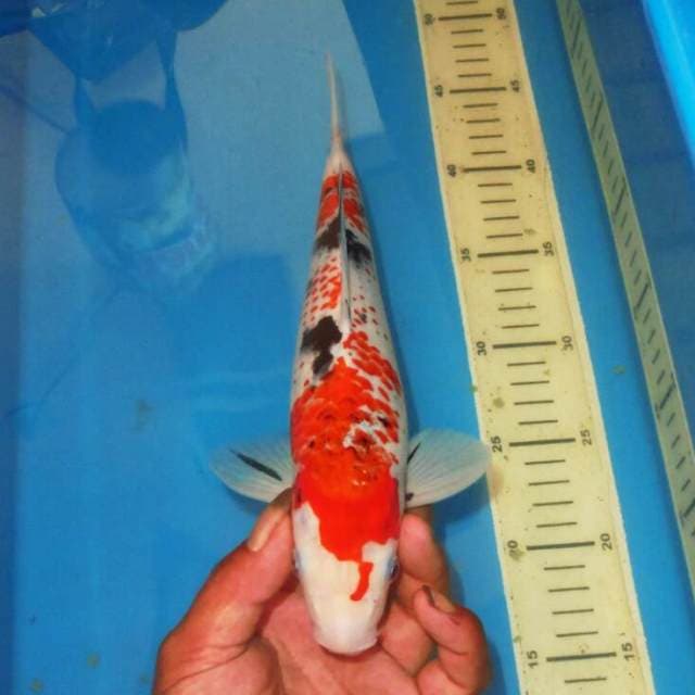 KANOKO SANKE