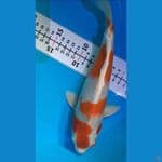 kohaku hikari 27 cm