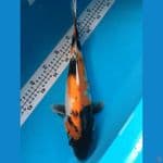 showa 37 cm