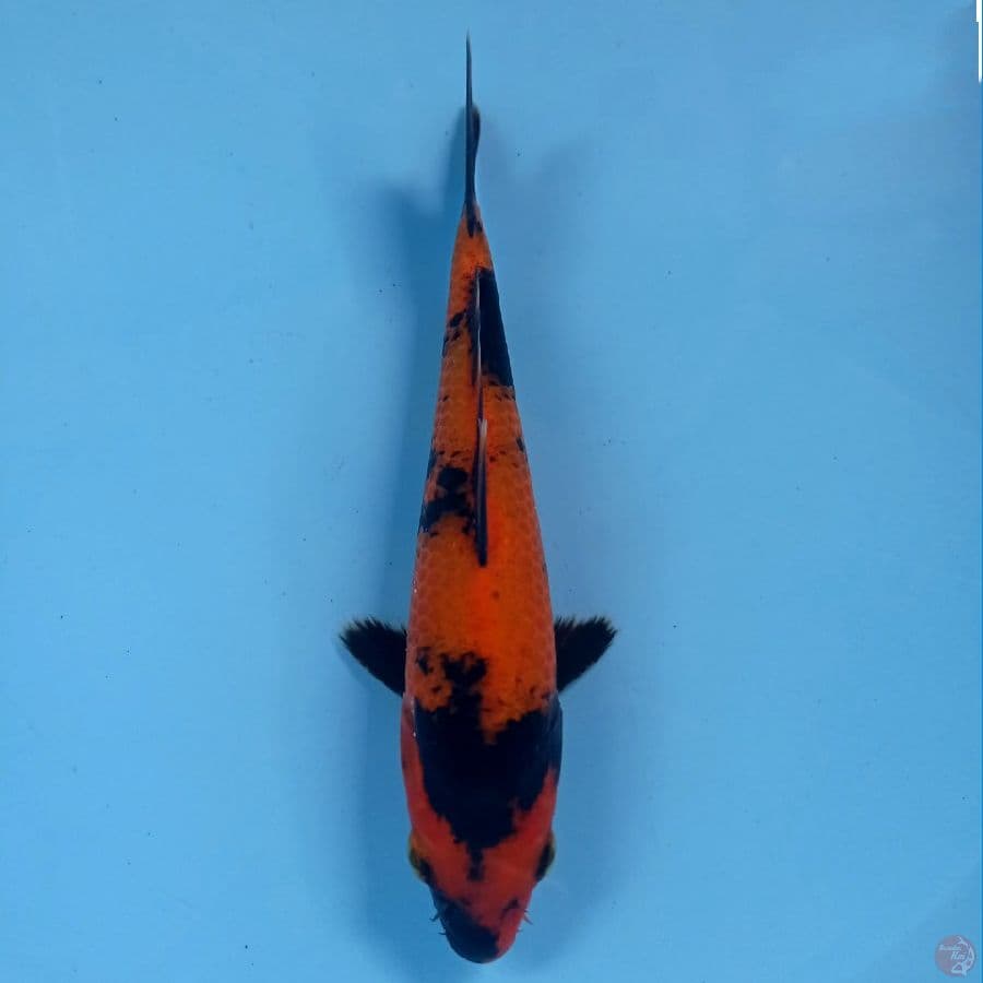 hi utsuri, 19 cm