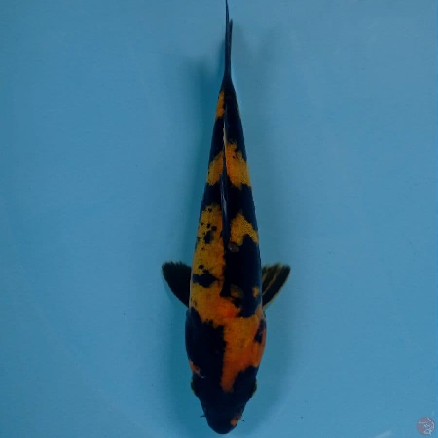 hi utsuri doitsu, 20 cm