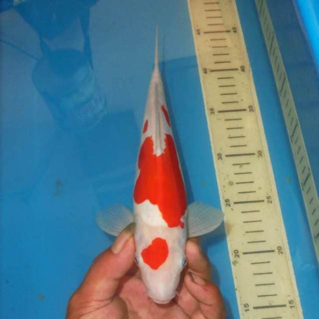 MARUTEN KOHAKU
