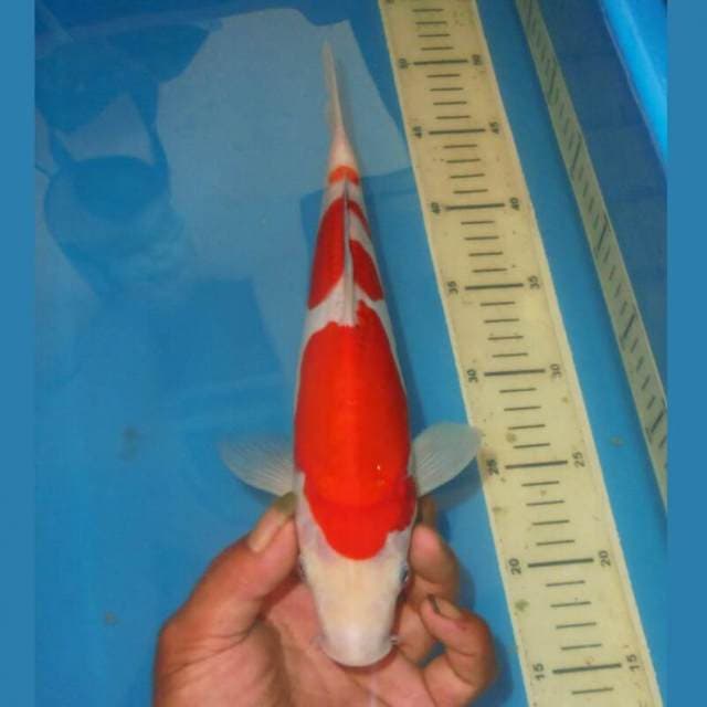 SANDAN KOHAKU BAGUS