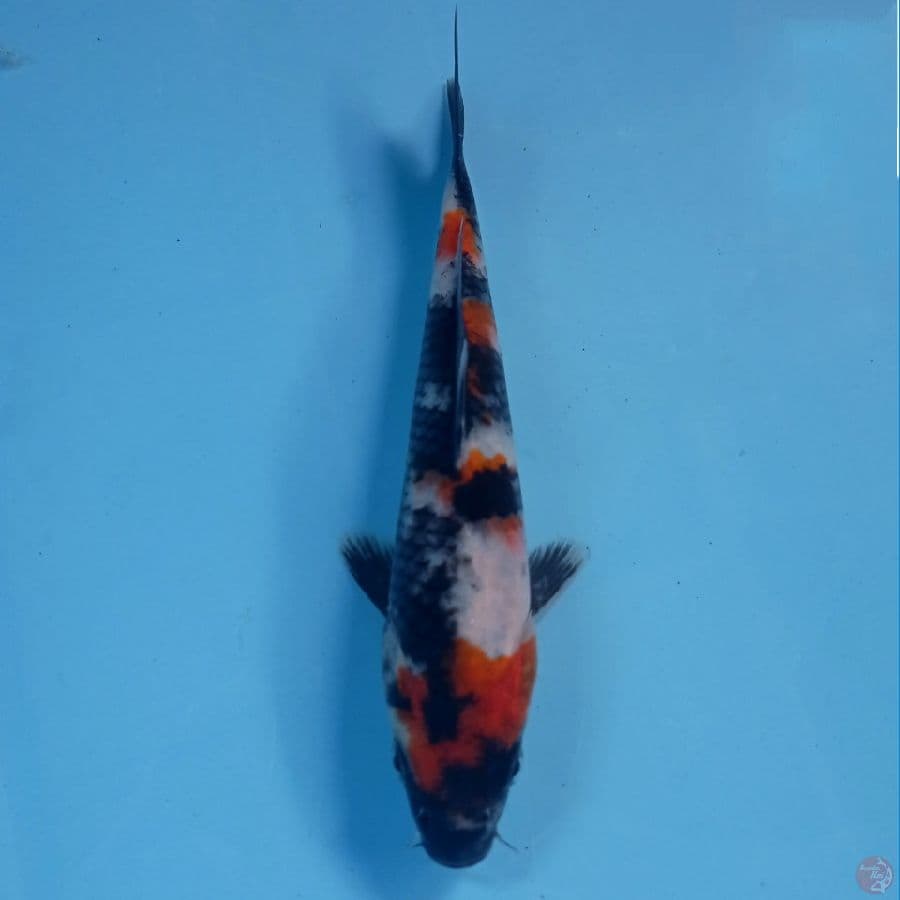 showa, 18 cm