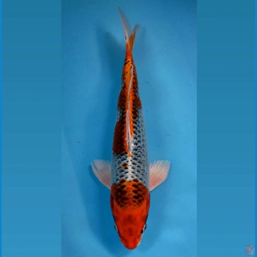 kujaku, 33 cm