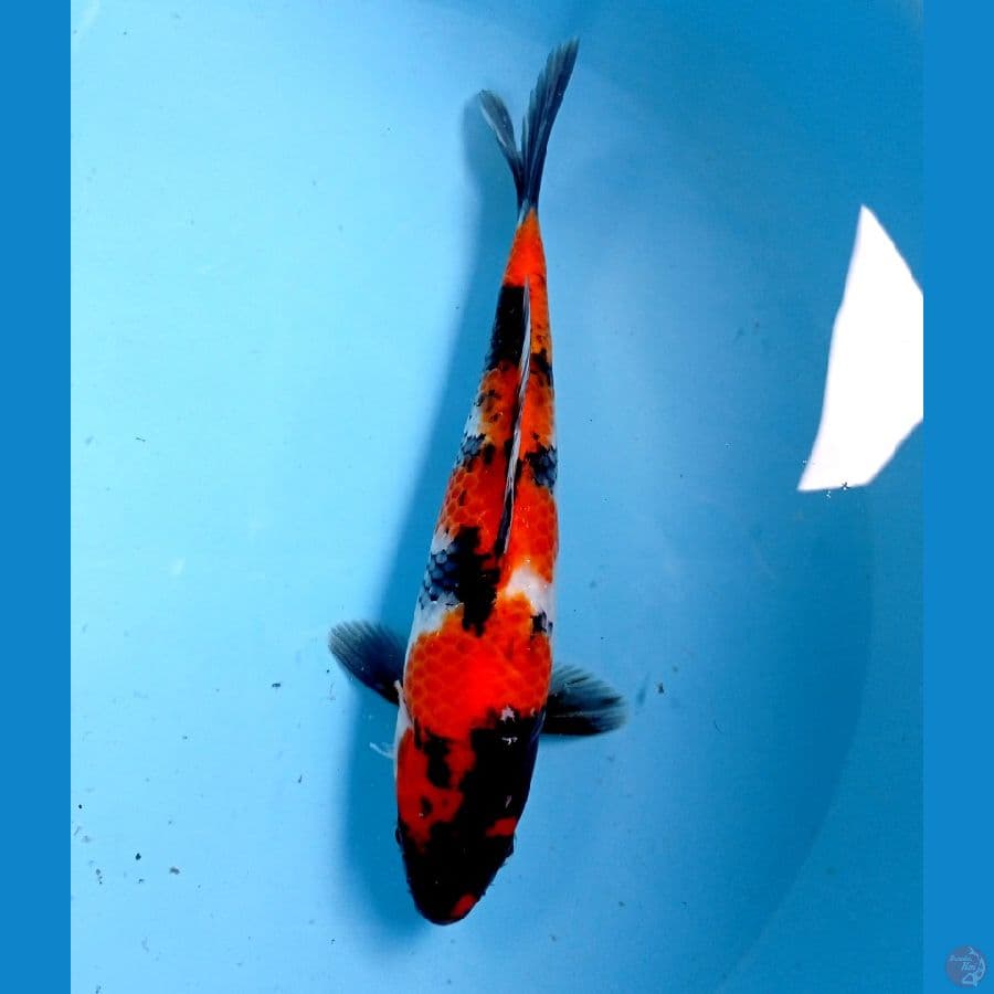 showa 23cm