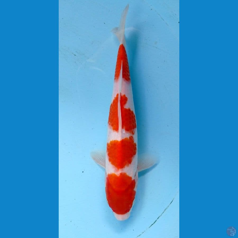 kohaku24cn