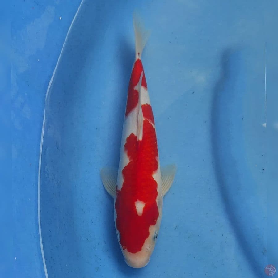 Genjiro Kohaku