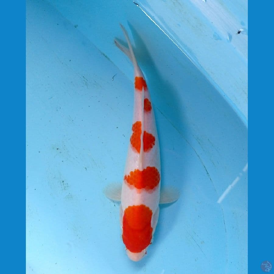 kohaku 25cm