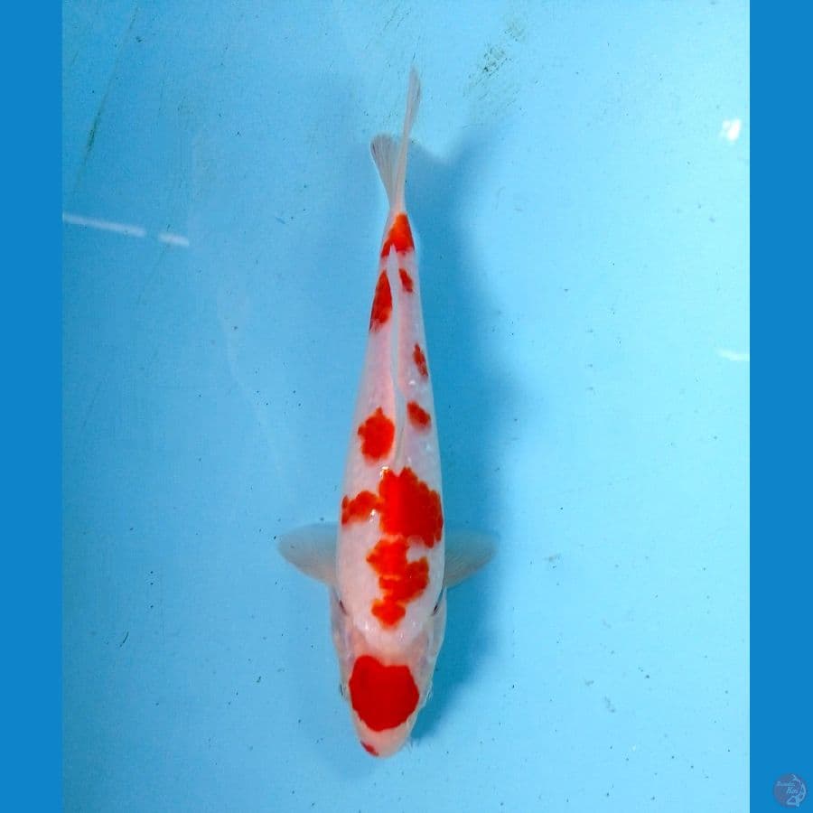 maruten 23cm