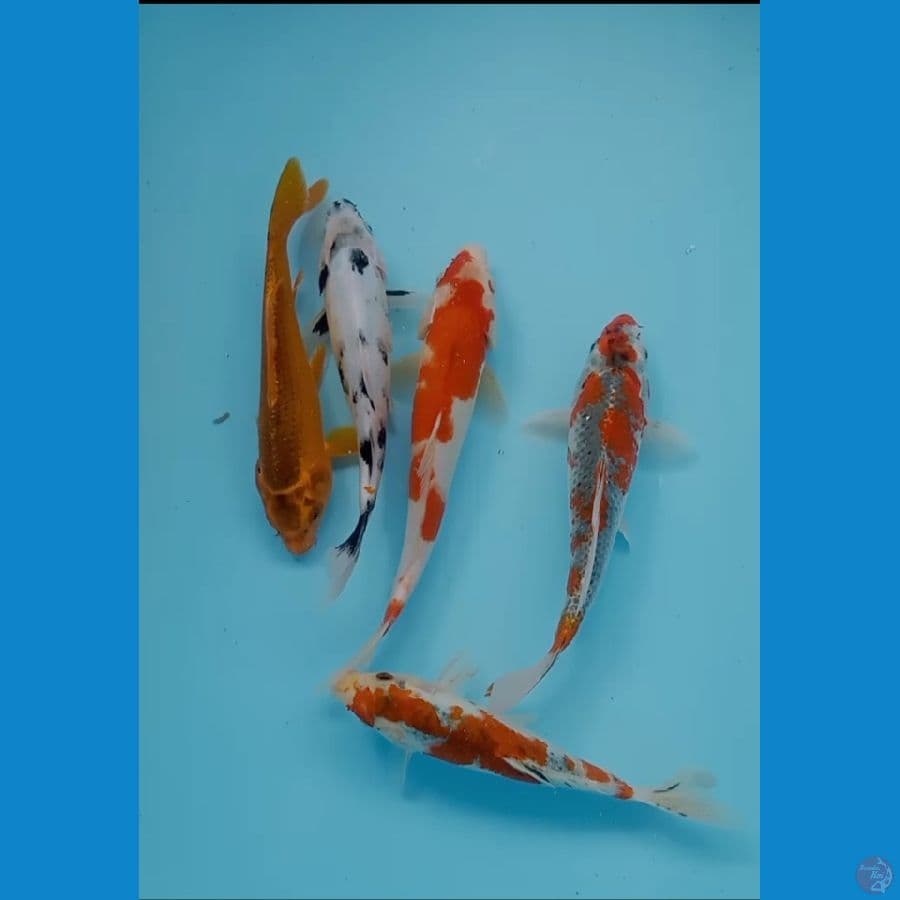 Mix