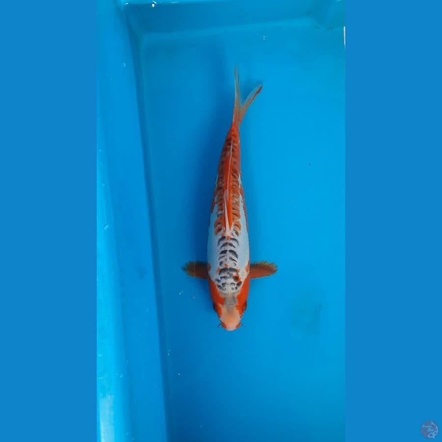 shusui 26cm 