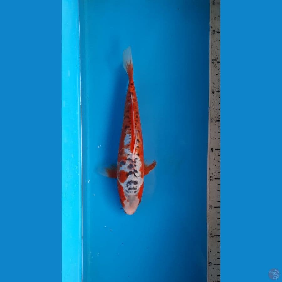 shusui 27cm 