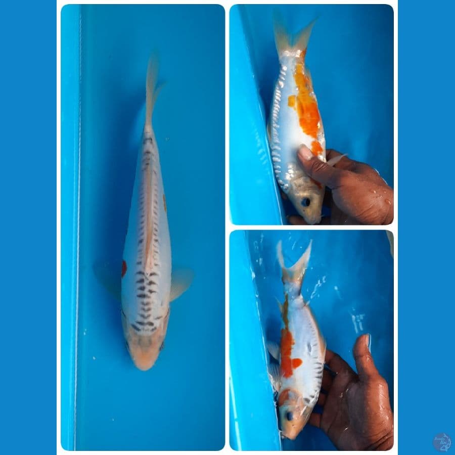 shusui 26cm 