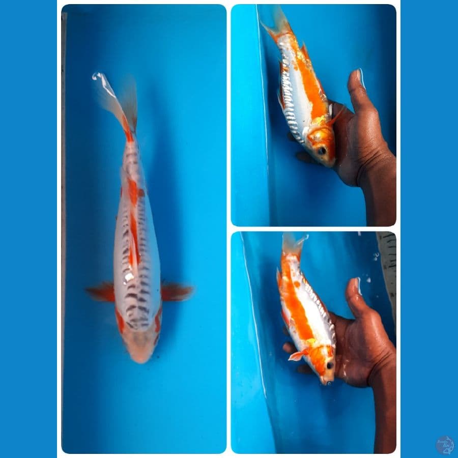 shusui 25cm