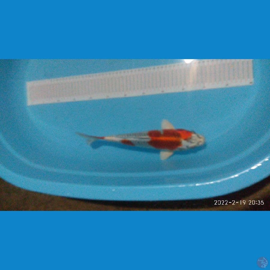 red kujaku