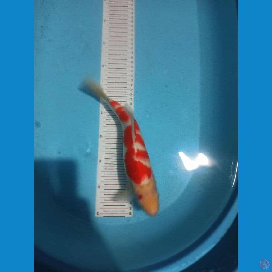 kohaku 31cm
