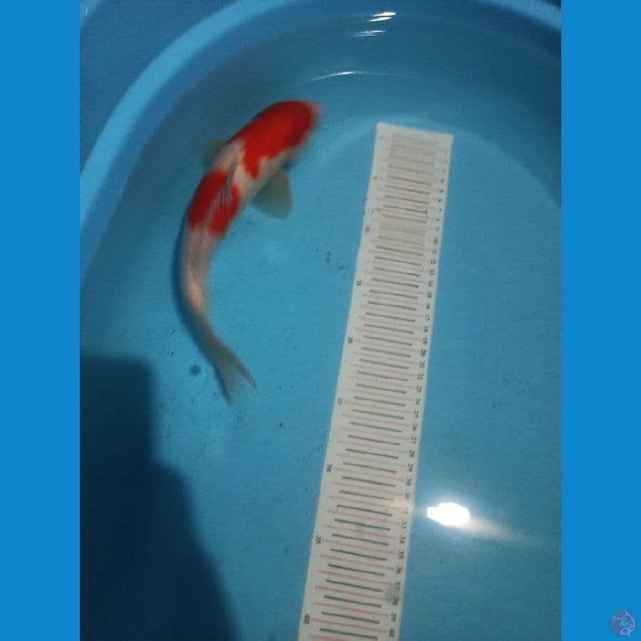 kohaku 33cm