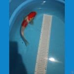 kohaku 33cm