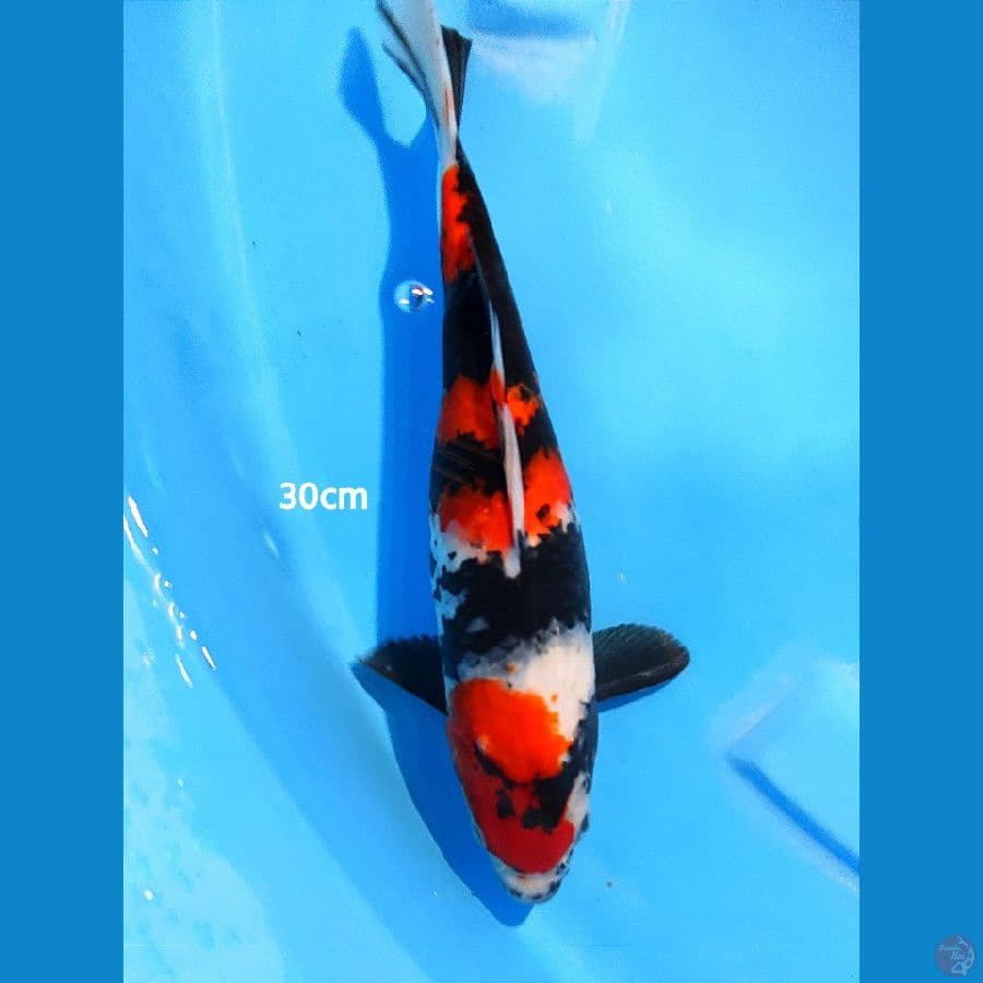 Showa 3step - 30cm