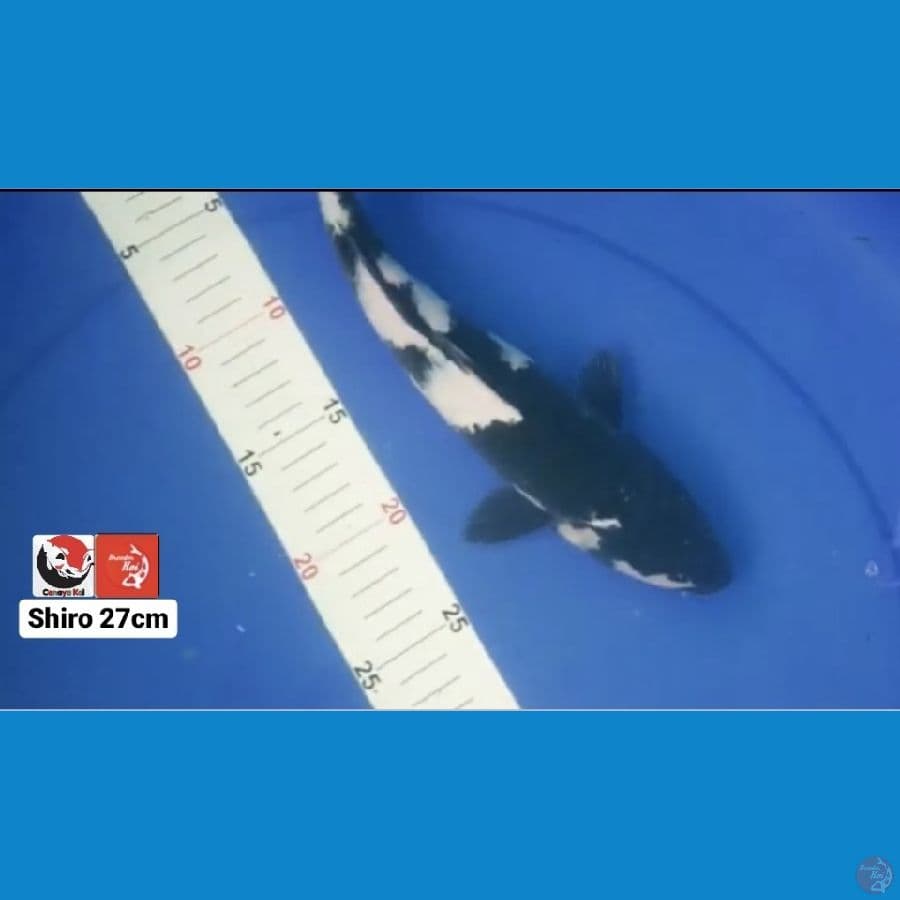 SHIRO 27CM --- CANAYA KOI FARM