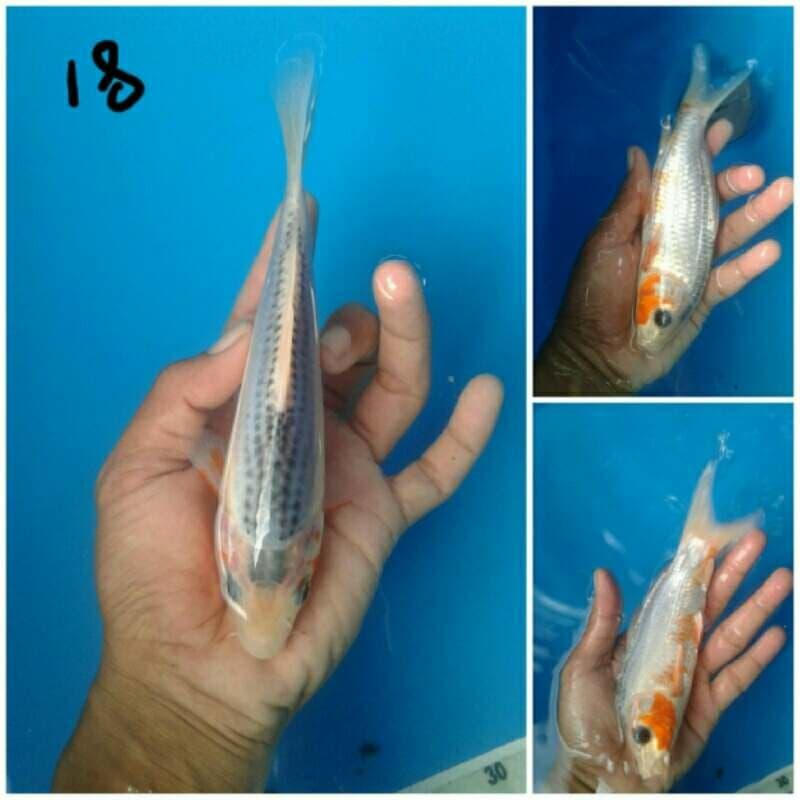 asagi 18cm