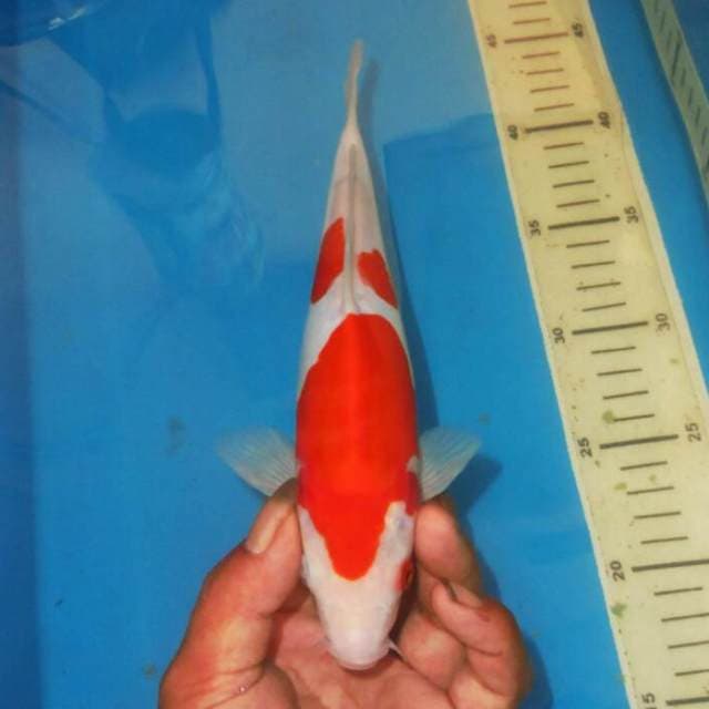KOHAKU SIMETRIS