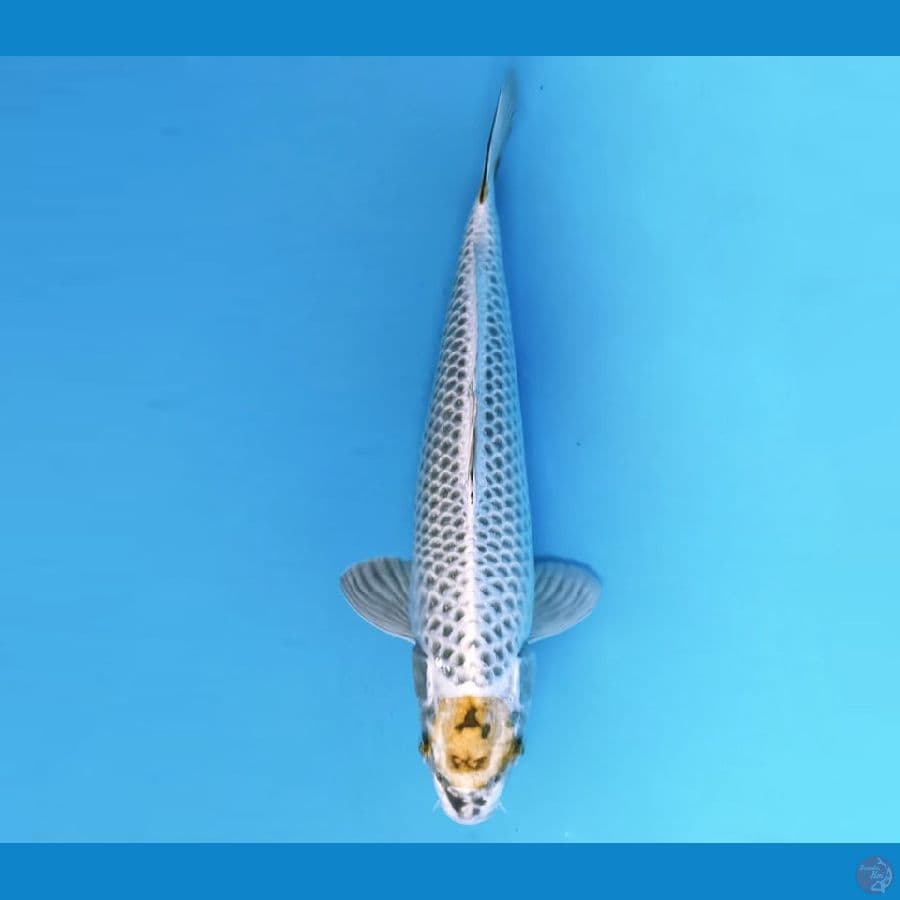 5.TANCHO KAWARIMONO 32 cm - female