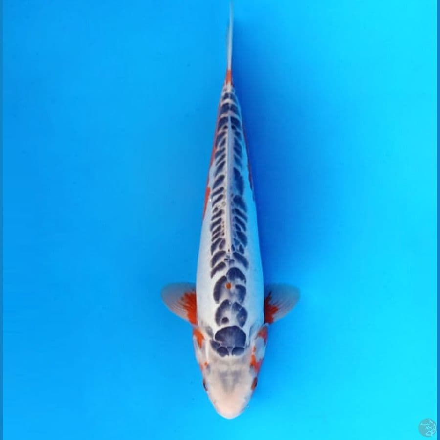 6.HANA SHUSUI 33 cm - male